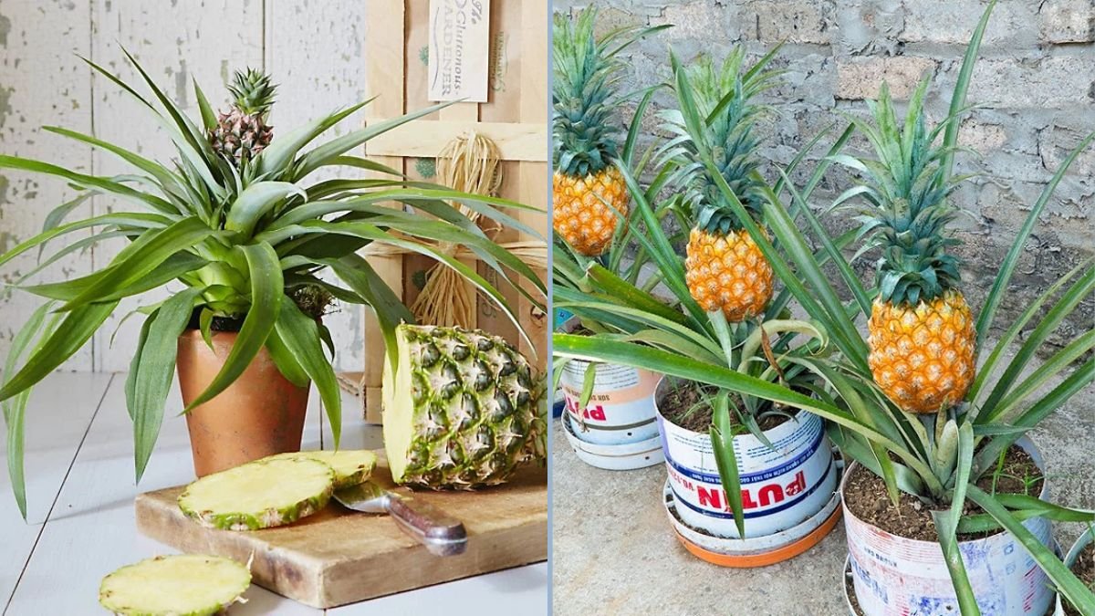 How to Easily Grow Pineapple on Your Terrace: An Amazing and Simple Idea You’ll Love