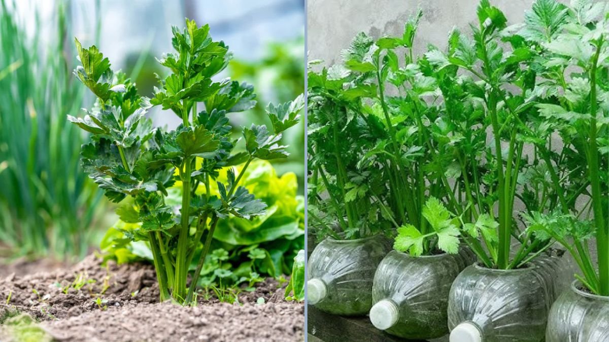 Forget Well Water and Plastic Cans: The Easiest Way to Grow Celery at Home