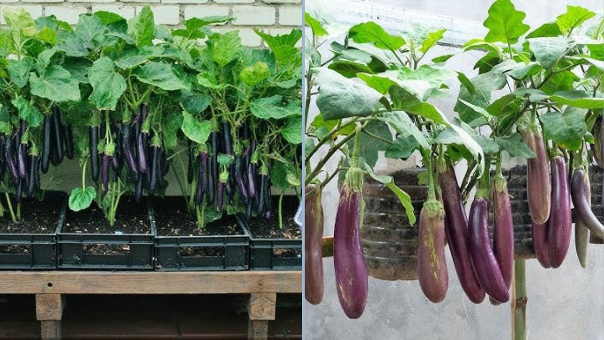 Growing Eggplant and Cooking Dishes That Naturally Lower Blood Sugar: A True Treasure for Your Health