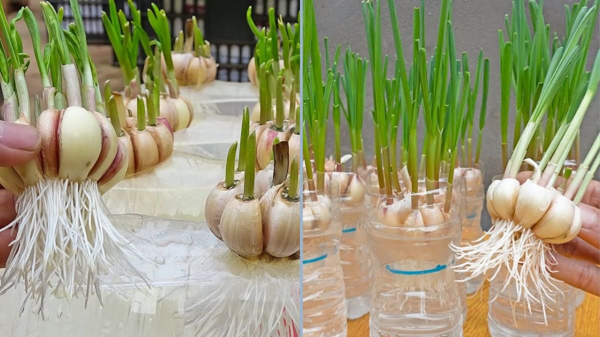 How to Grow Garlic in Water Bottles: Tips for Quick Root Growth and Early Harvest