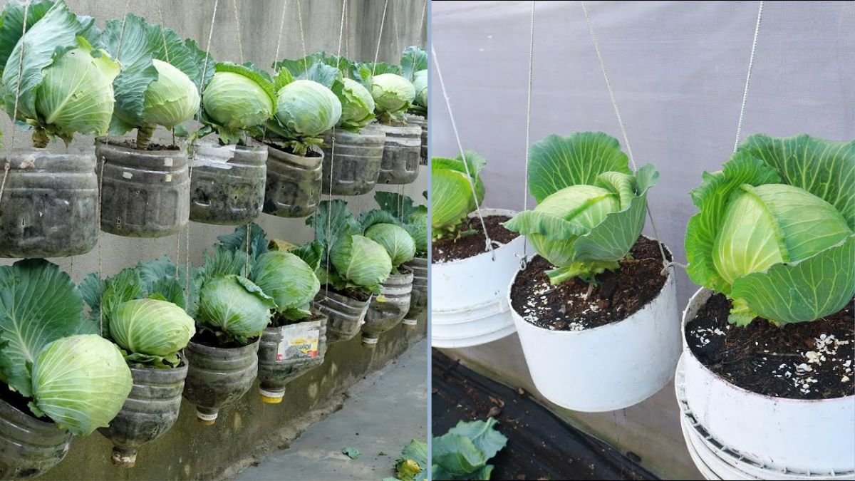 Housewives’ Dream: Grow a Productive Cabbage Garden Using Plastic Bottles