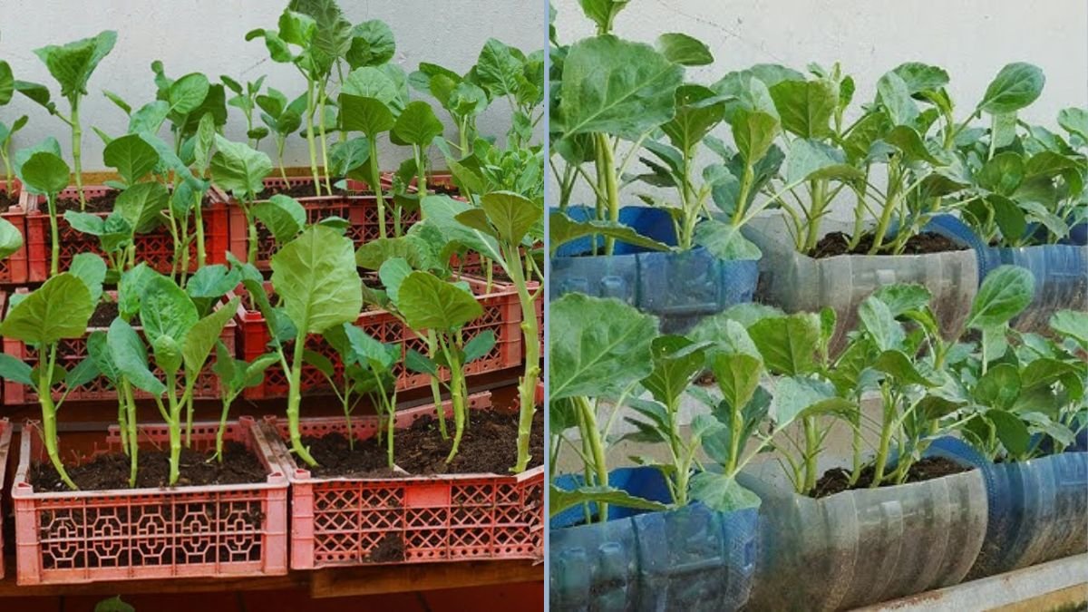 I’ve Been Growing Vegetables Wrong All These Years! Discover the Secrets I Wish I Knew Sooner