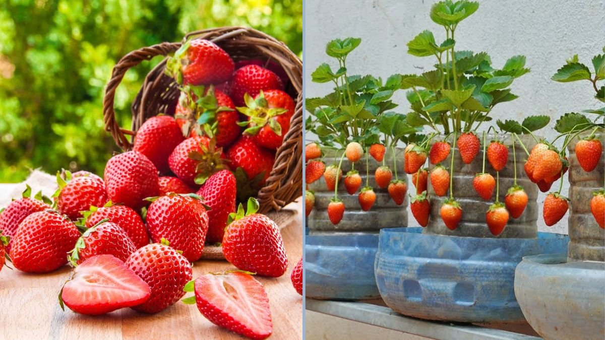 This Crazy Strawberry Growing Tip Will Let You Harvest Fruit Every Month!