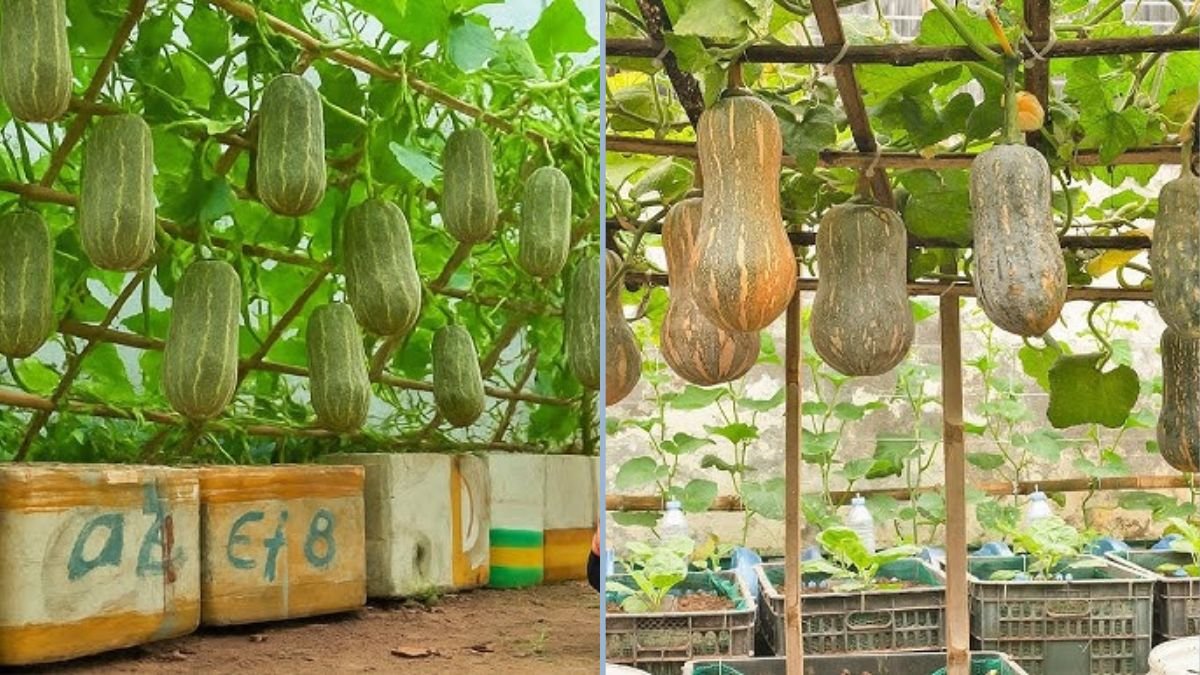 No Garden Needed: How to Harvest Twice as Many Pumpkins as Your Neighbors With This Clever Method