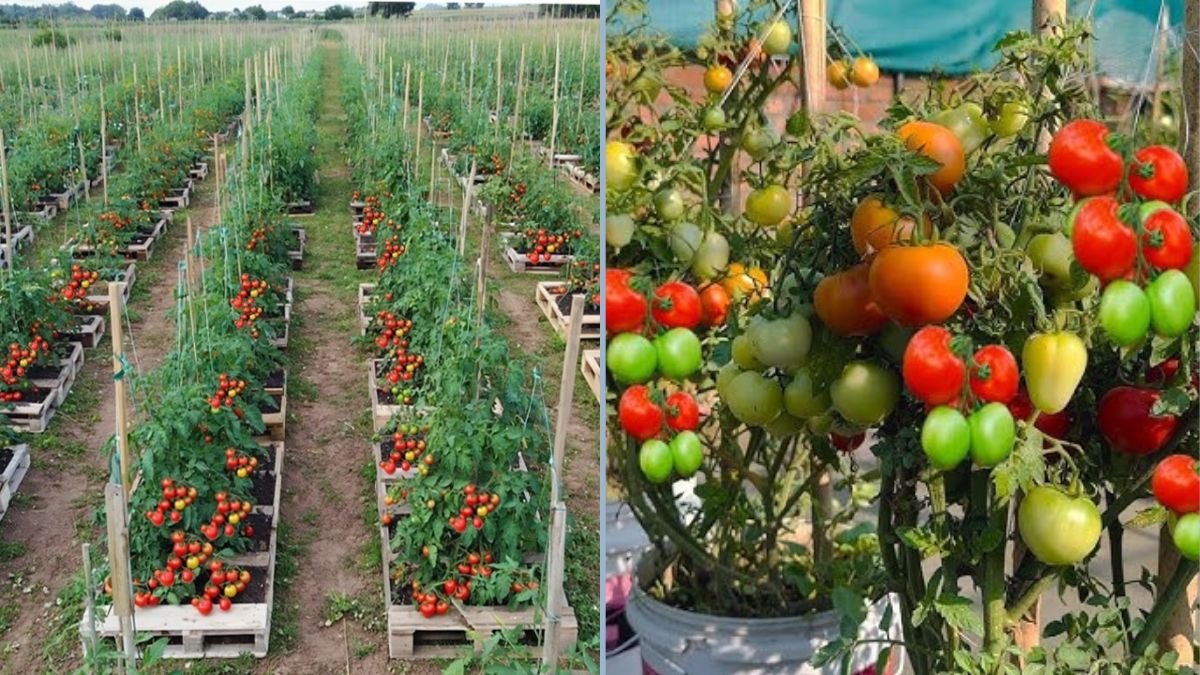 Old Pallets? Don’t Throw Them Away! Grow Tomatoes and Potatoes the Easy Way