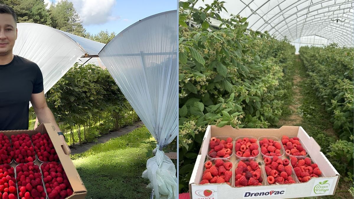 Raspberry Shock: How DIY Berry Tunnels Can Yield 15 Tons per Hectare per Season