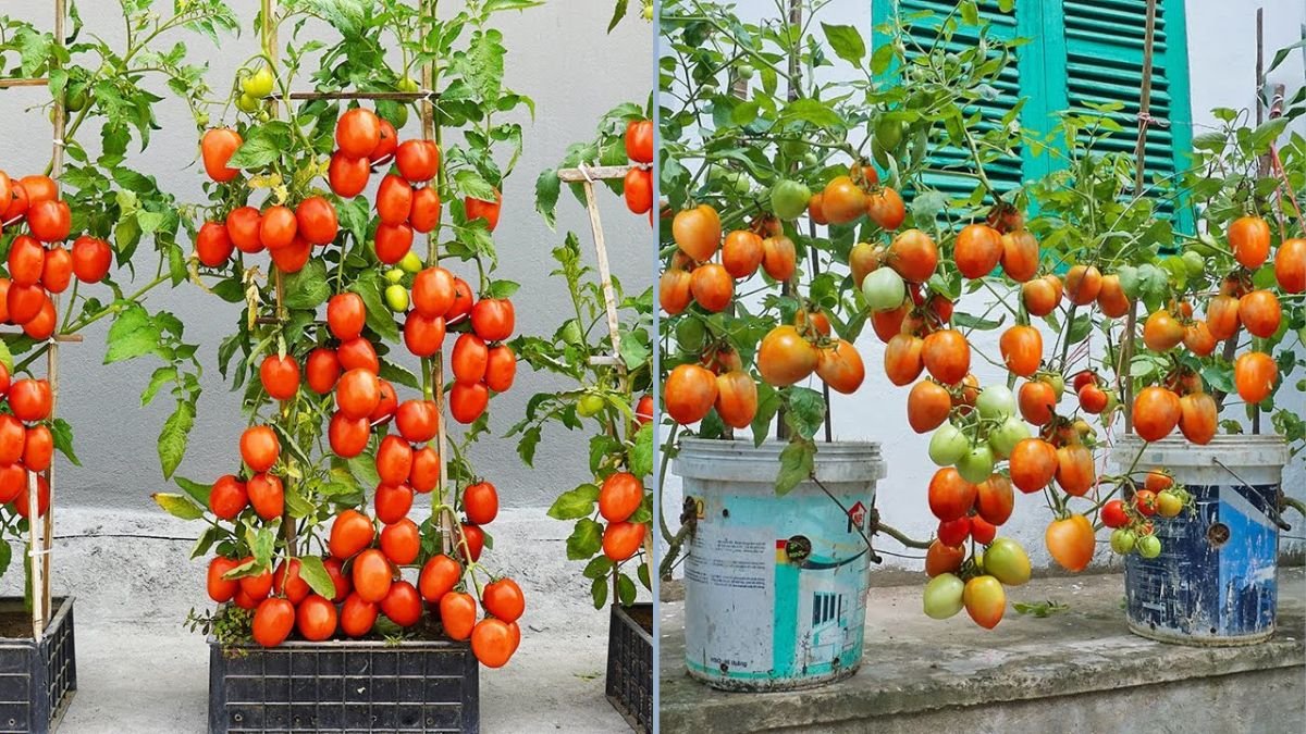 Grow Tomatoes with a Twist: How to Get More Fruits Using Plastic Containers and Bananas