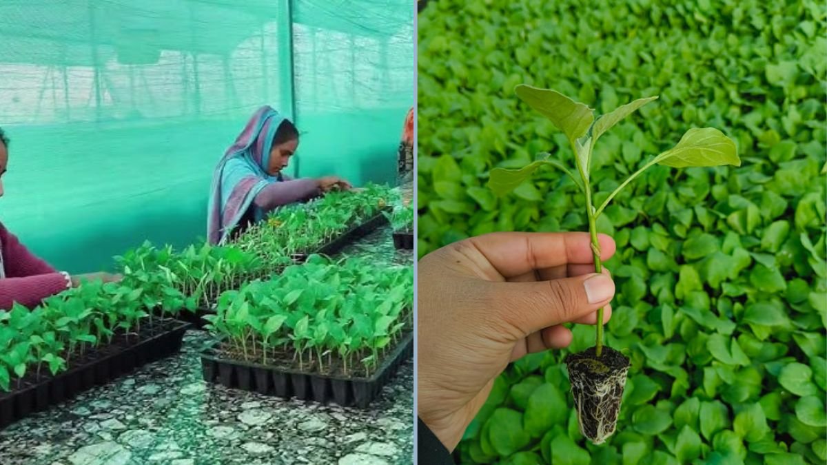 Inside Aruj Nursery: North India’s First Grafted Vegetable Nursery Revolutionizing Farming