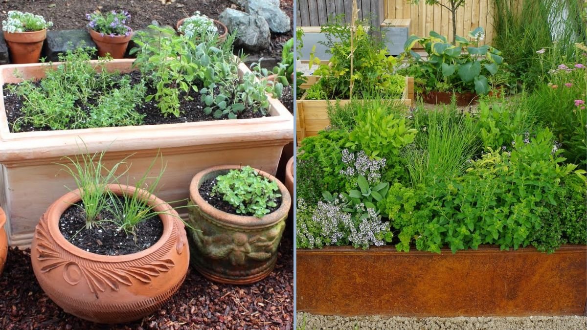 Grow Your Own Flavor: A Step-by-Step Guide to Planting a DIY Culinary Herb Garden