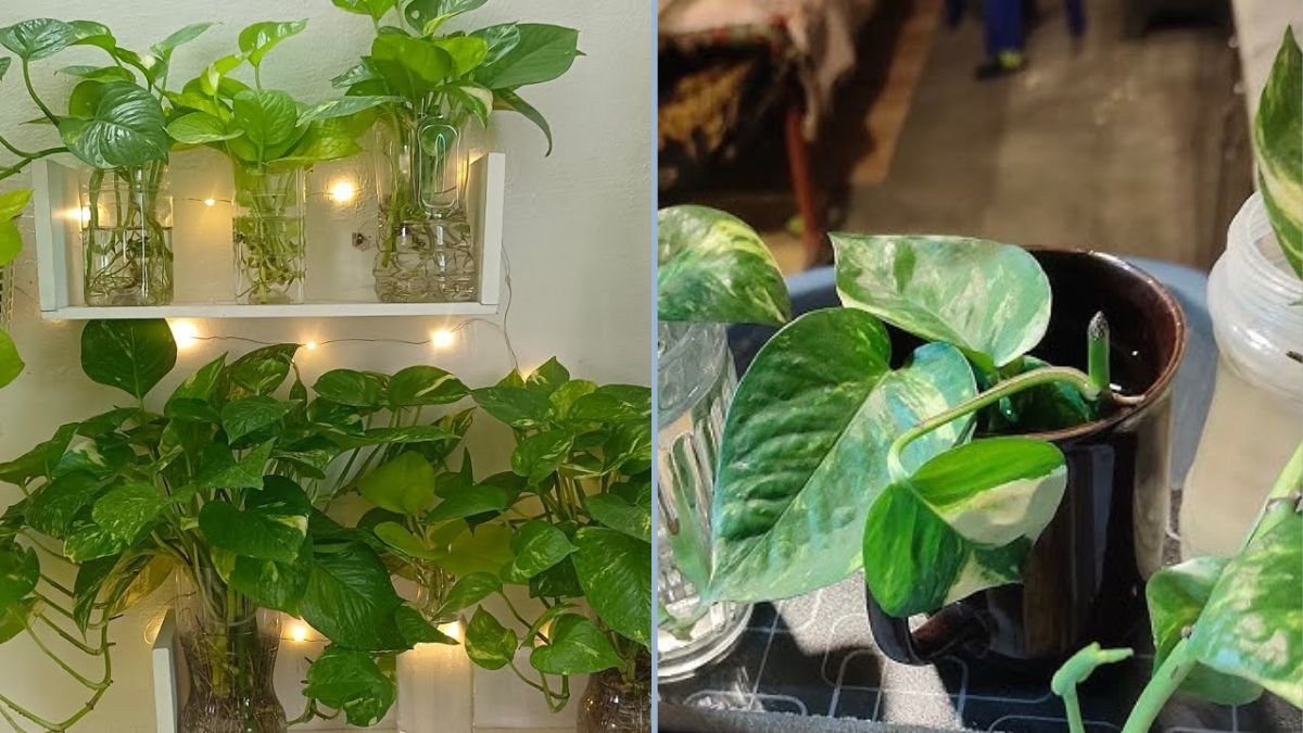 The Secret to Growing Healthy & Bushy Money Plants in Water: Essential Care Tips for MM