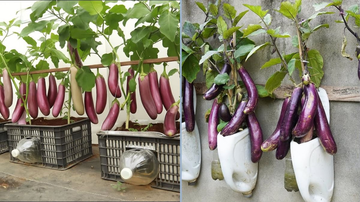 Transform Old Plastic Bottles into a Bountiful Eggplant Garden at Home