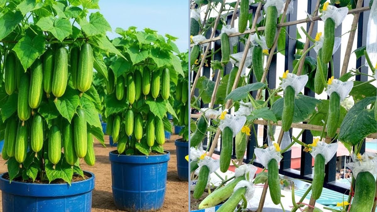 Grow High-Yield Cucumbers at Home: Easy Plastic Tub Garden Hack