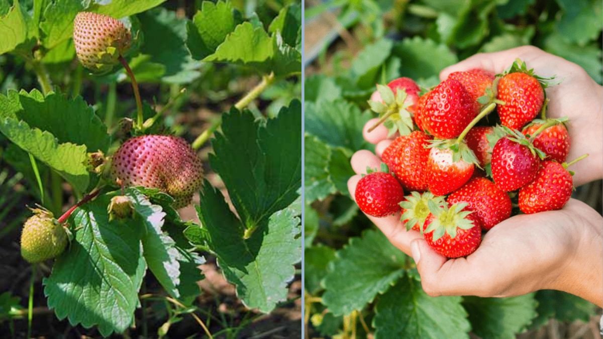 Strawberry Gardening Made Easy: 3 Proven Methods to Grow Sweet, Juicy Berries at Home