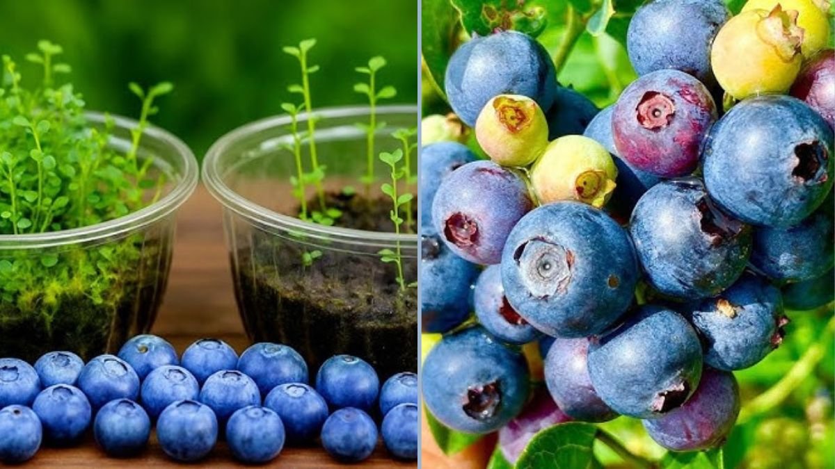 Grow Blueberries from Seeds: Quick and Easy Guide for Home Gardeners