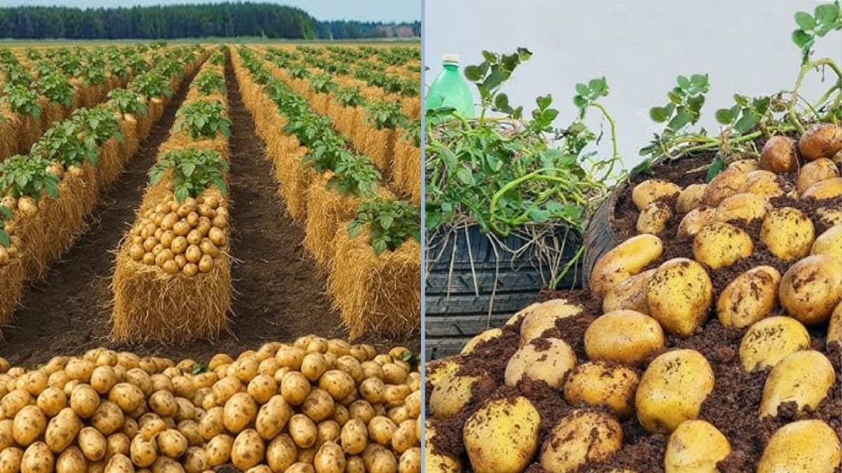 Don’t Waste Straw: How to Grow Potatoes Easily Using Straw Mulch