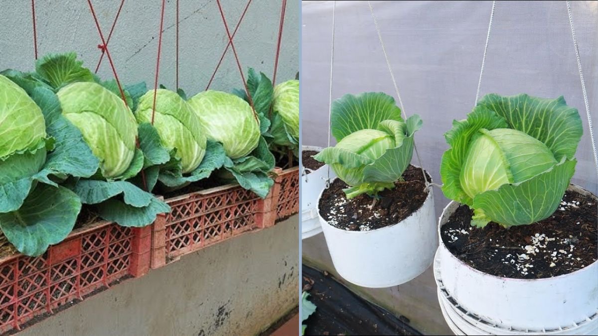 Revolutionize Your Garden: How to Grow Cabbage from Seeds Using the Hanging Method