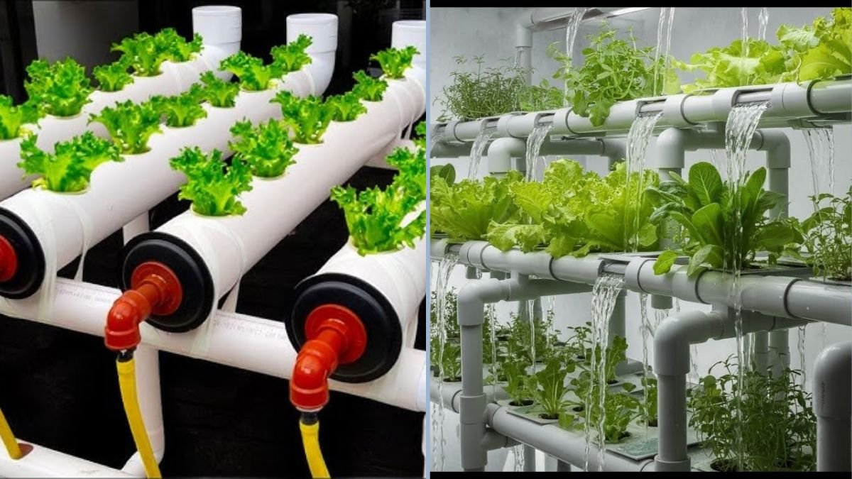 Forget Hydroponics: Why This DIY Aquaponics System is the Future of Home Gardening