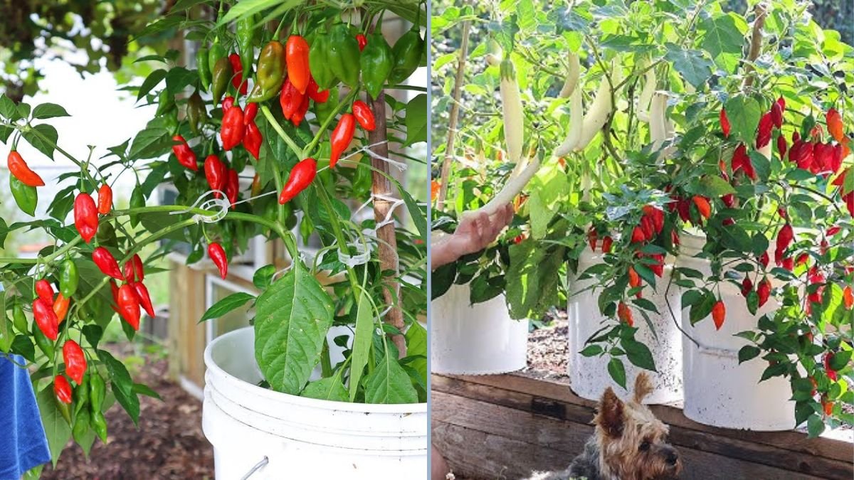 The Truth About Container Gardening: What No One Tells You