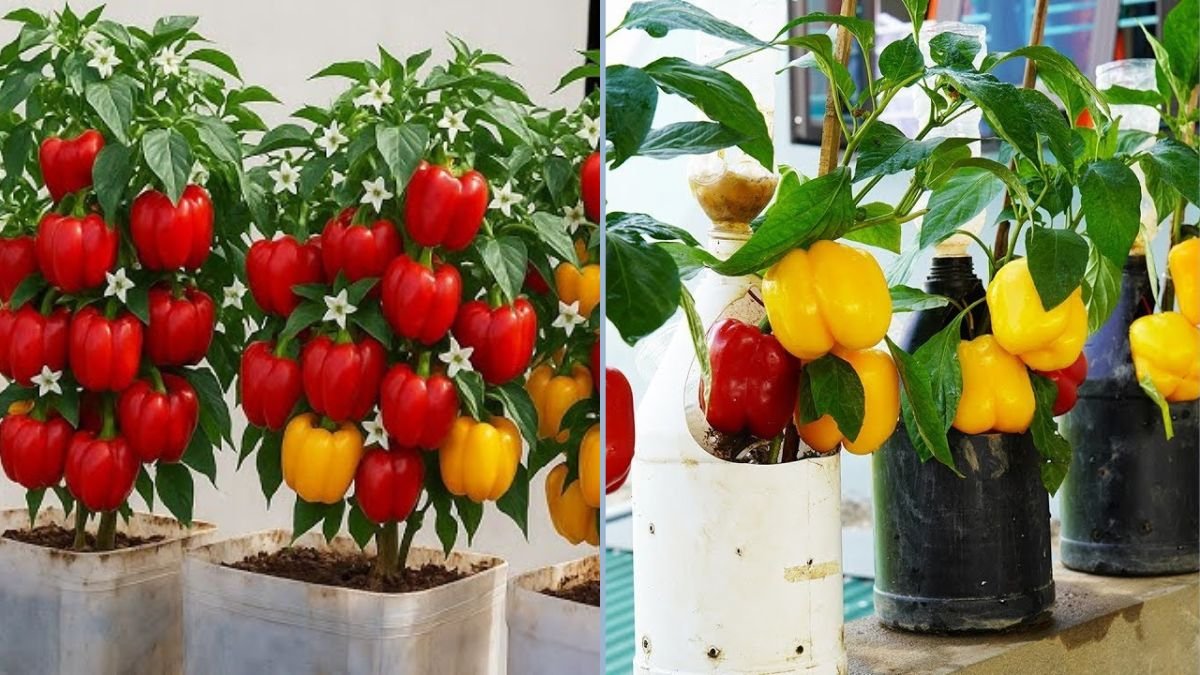 Pour THIS on Your Peppers and Watch Them Explode with Growth: The Ultimate Fertilizer Trick