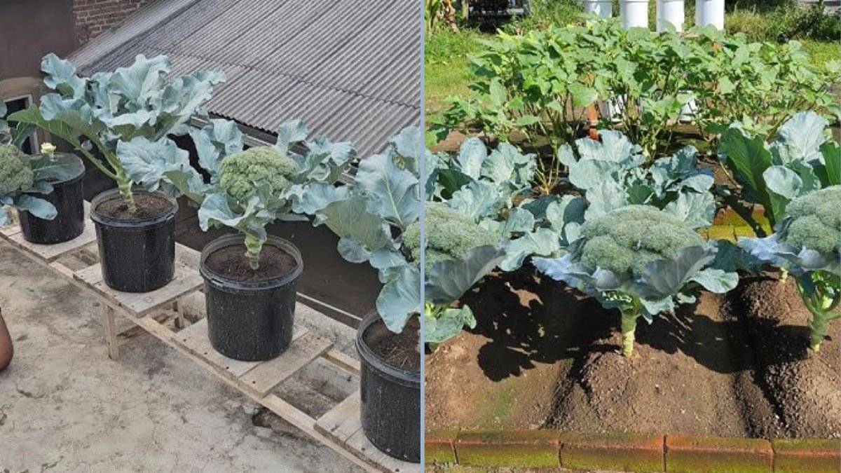 How to Plant Broccoli for Multiple Harvests: A Complete Guide