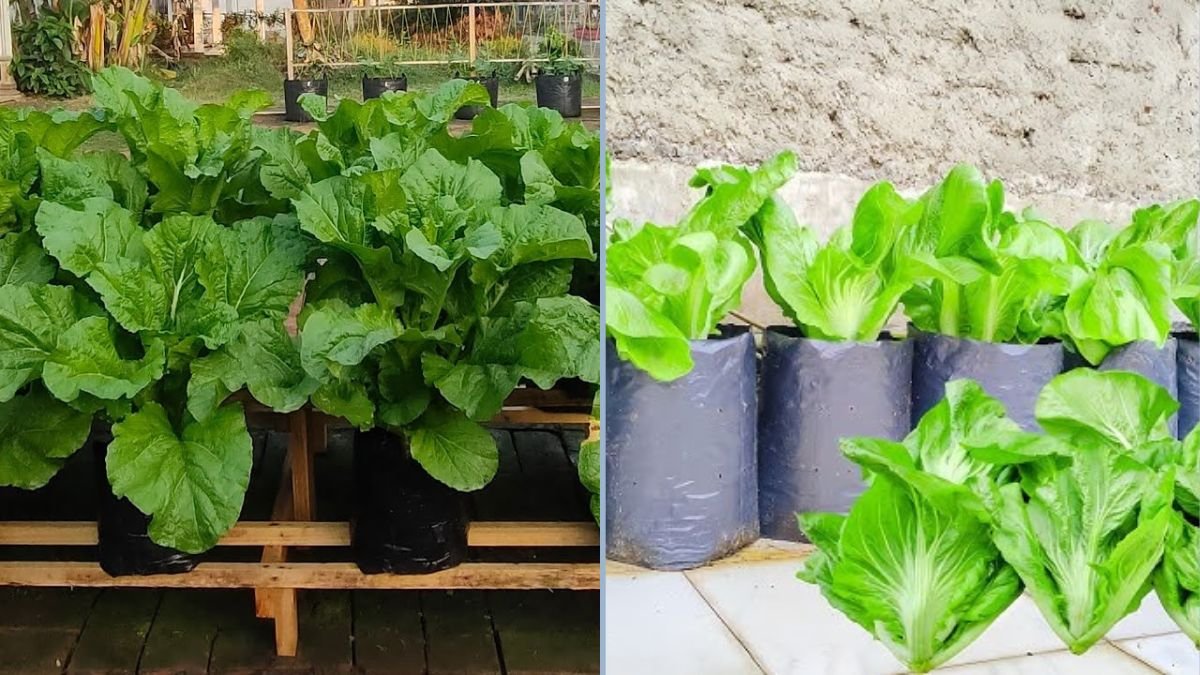 Cara Menanam Sawi Pahit di Polybag Super Besar untuk Hasil Melimpah di Rumah