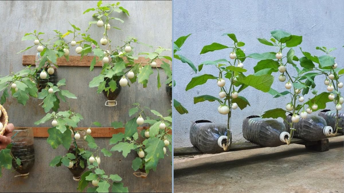 How to Grow Large, Crunchy Eggplants in Used Plastic Bottles: A Step-by-Step Guide