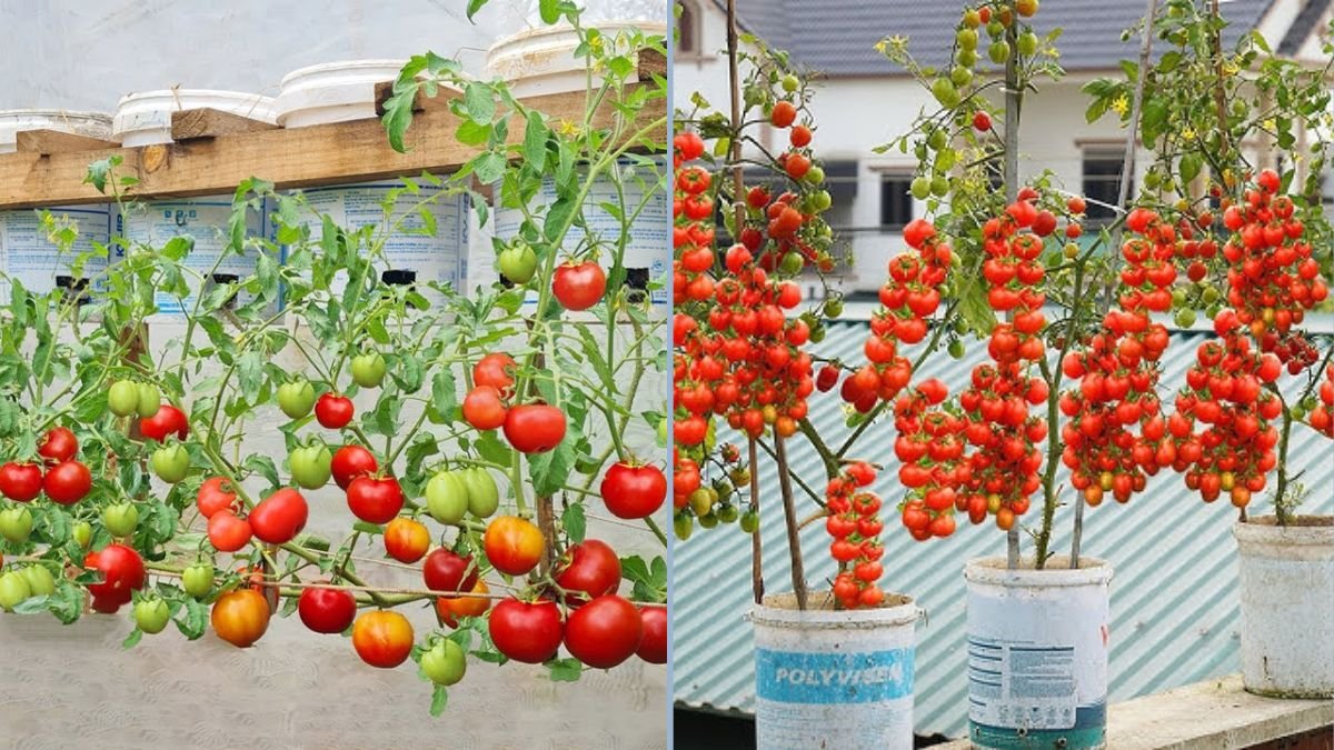 Triple Your Tomato Harvest: How to Grow Tomatoes in Plastic Containers the Right Way