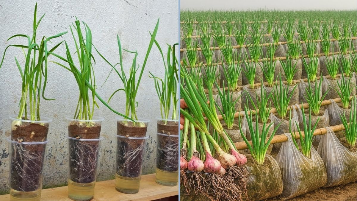 How to Grow Garlic Using Old Plastic Bags: A Simple, Sustainable Method