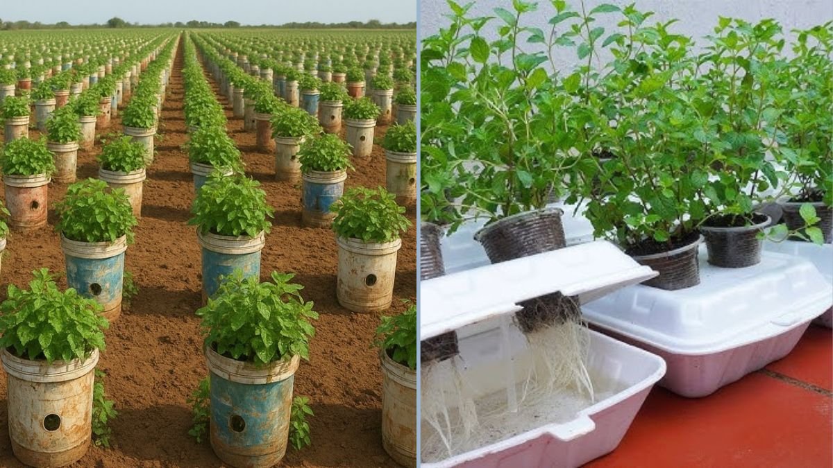 How to Grow Lush, Productive Mint at Home Using Old Plastic Bins