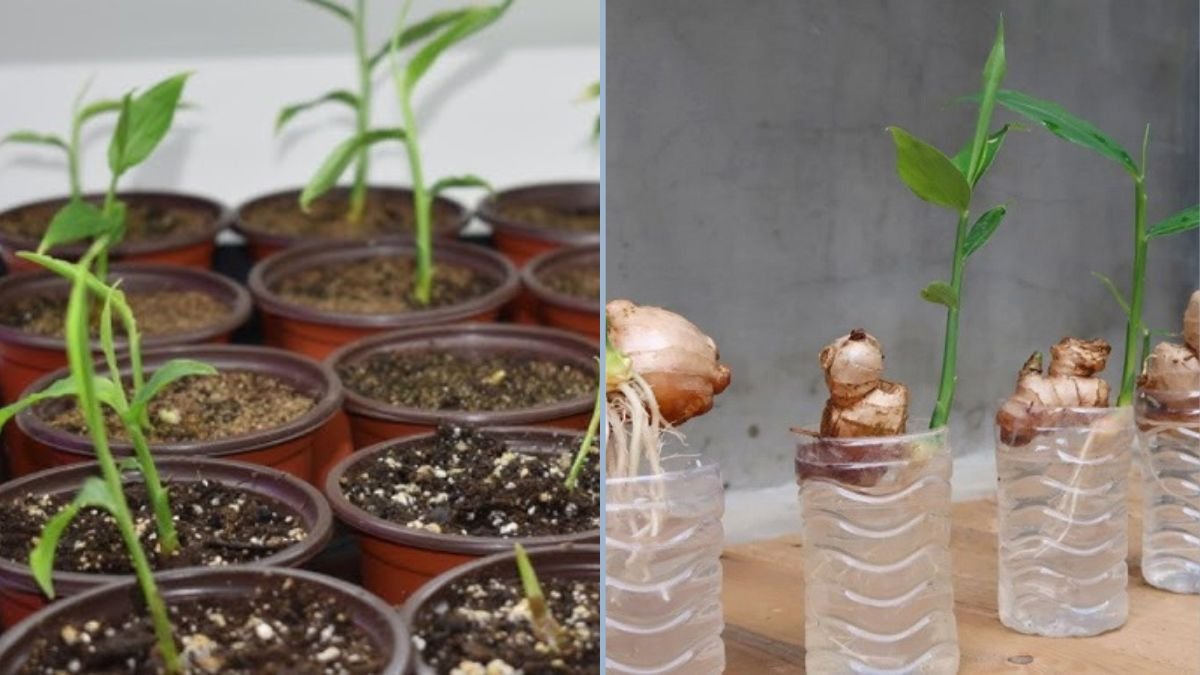 How to Grow Ginger Outdoors: 1-Month Update on Seedlings, Pots, and Soil Mix
