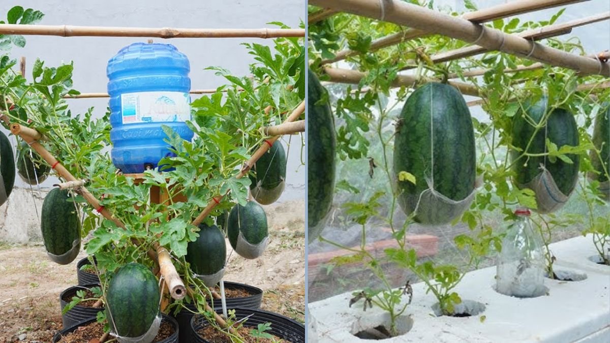 How to Grow Big, Sweet, and Juicy Watermelons: A Step-by-Step Guide