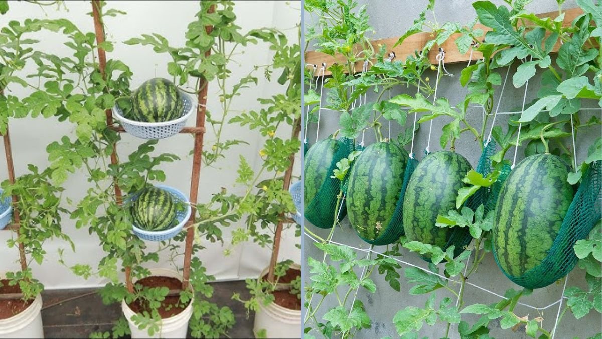 How to Grow Watermelons at Home Using a Hanging Hammock: A Complete Guide