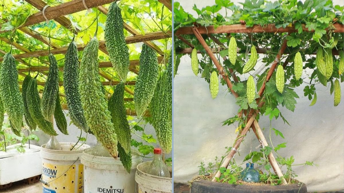 How to Grow Bitter Melon at Home Using Waste for Maximum Productivity