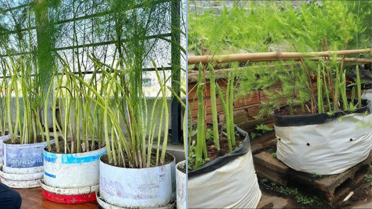 How to Grow Asparagus in Plastic Bottles: A Simple Year-Round Gardening Method