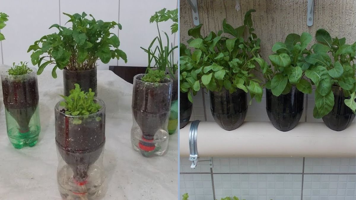How to Grow Arugula in a Self-Watering Bottle Garden: Easy, Space-Saving, and Sustainable