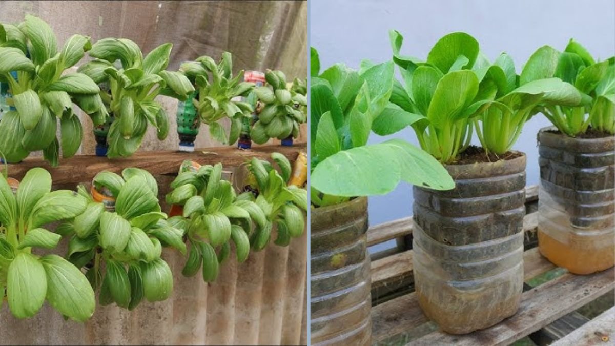 Creative Idea to Grow Bok Choy Using Plastic Bottles on a Wooden Board: Space-Saving Urban Gardening