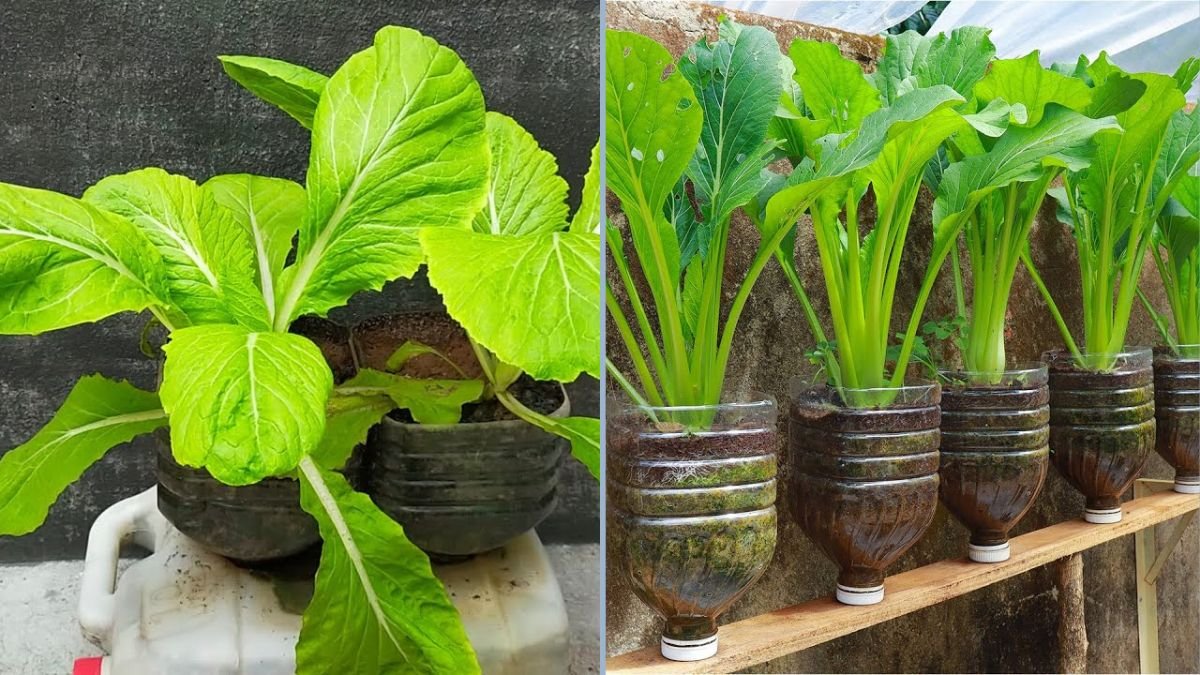 How to Grow Mustard Greens at Home Using Recycled Plastic Bottles: A Simple and Sustainable Guide