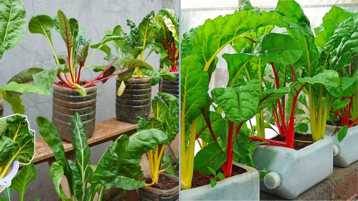 Grow Colorful Swiss Chard at Home Using Just a Few Old Plastic Bottles: A Creative and Easy Guide