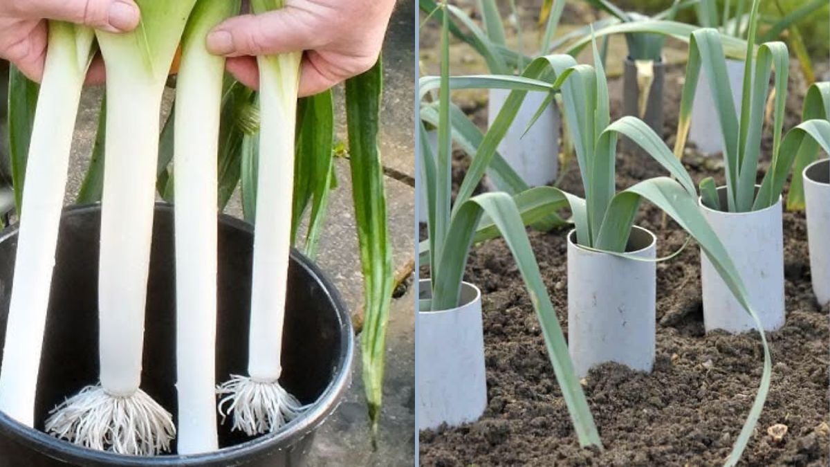 How to Grow Leeks from Seed in Containers: An Easy, Step-by-Step Planting Guide