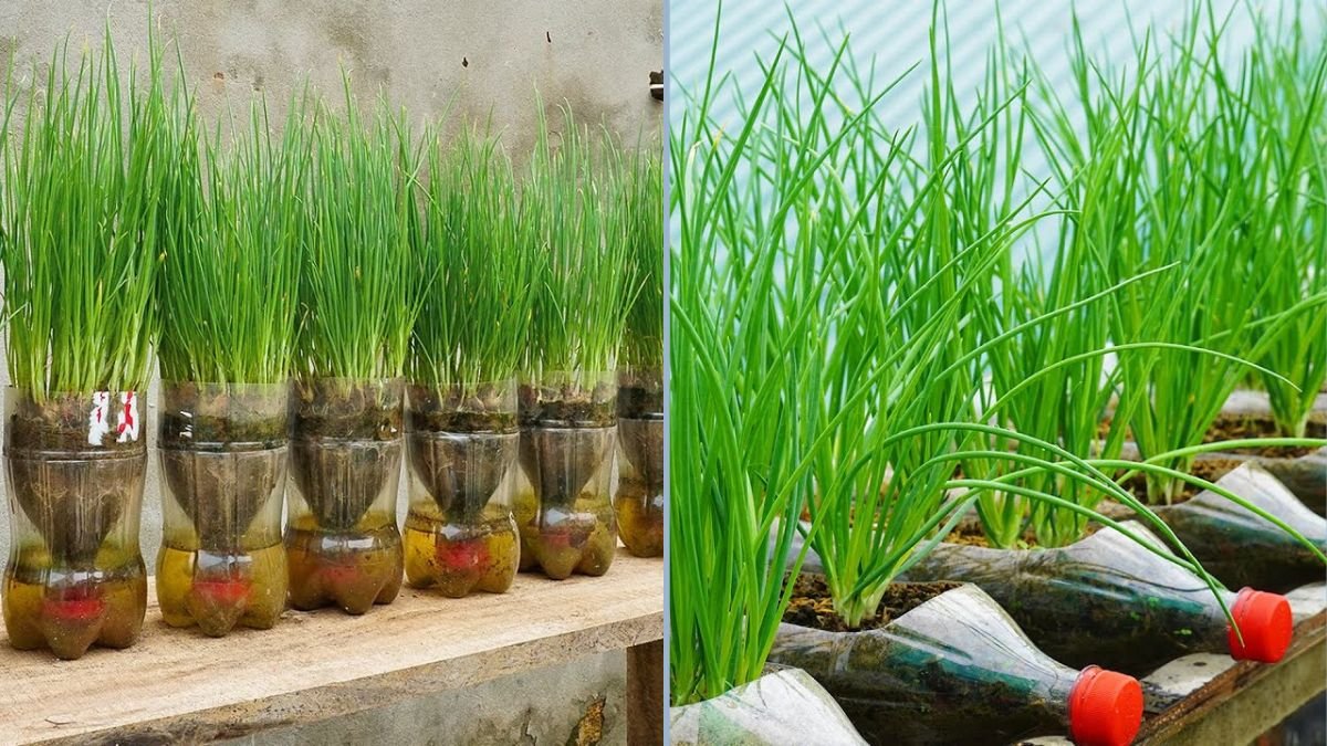 How to Grow Green Onions in Self-Watering Plastic Bottles: Easy and Fast to Harvest