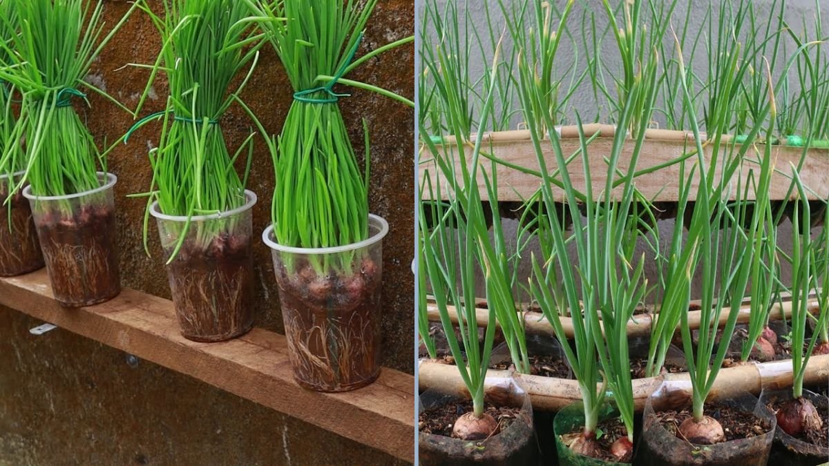 Growing Onions in a Plastic Bottle: A Simple Guide to Space-Saving Urban Gardening