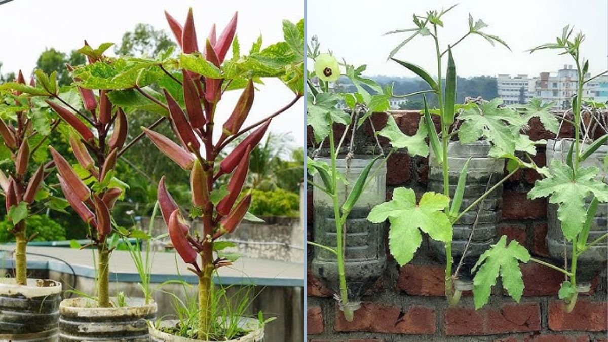 Easy Way to Grow Okra Plants in Hanging Plastic Bottles: Space-Saving Urban Gardening