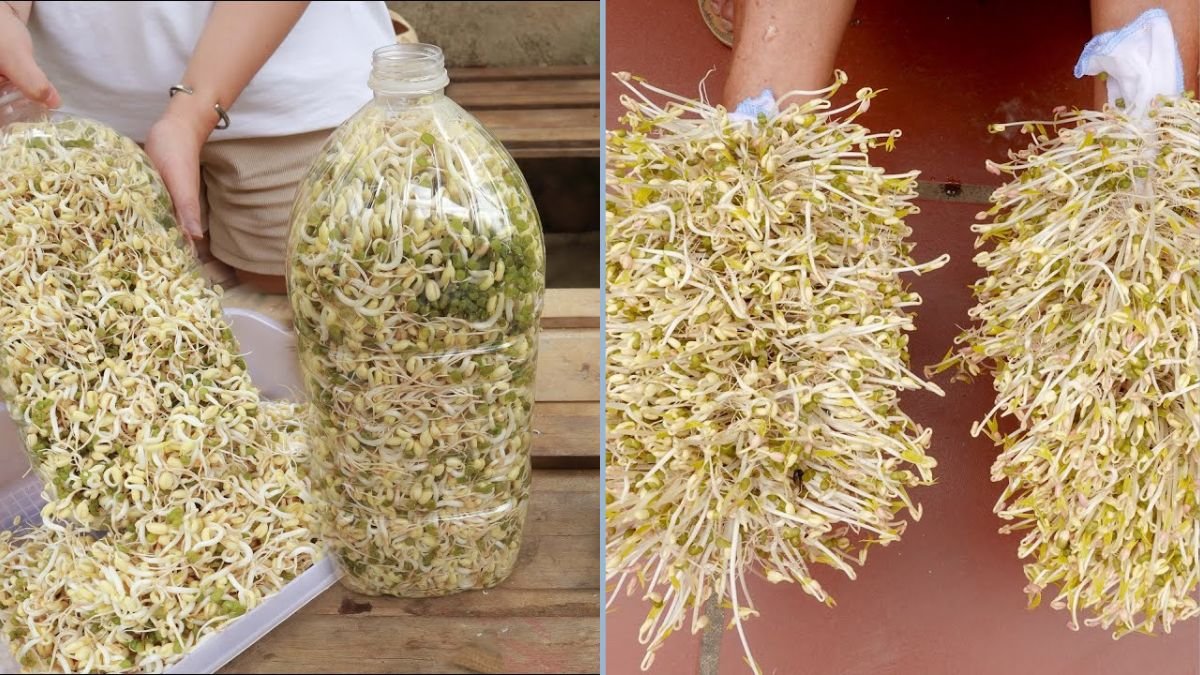 How to Make Bean Sprouts at Home Using Plastic Bottles — Easy, White, and Plump Every Time