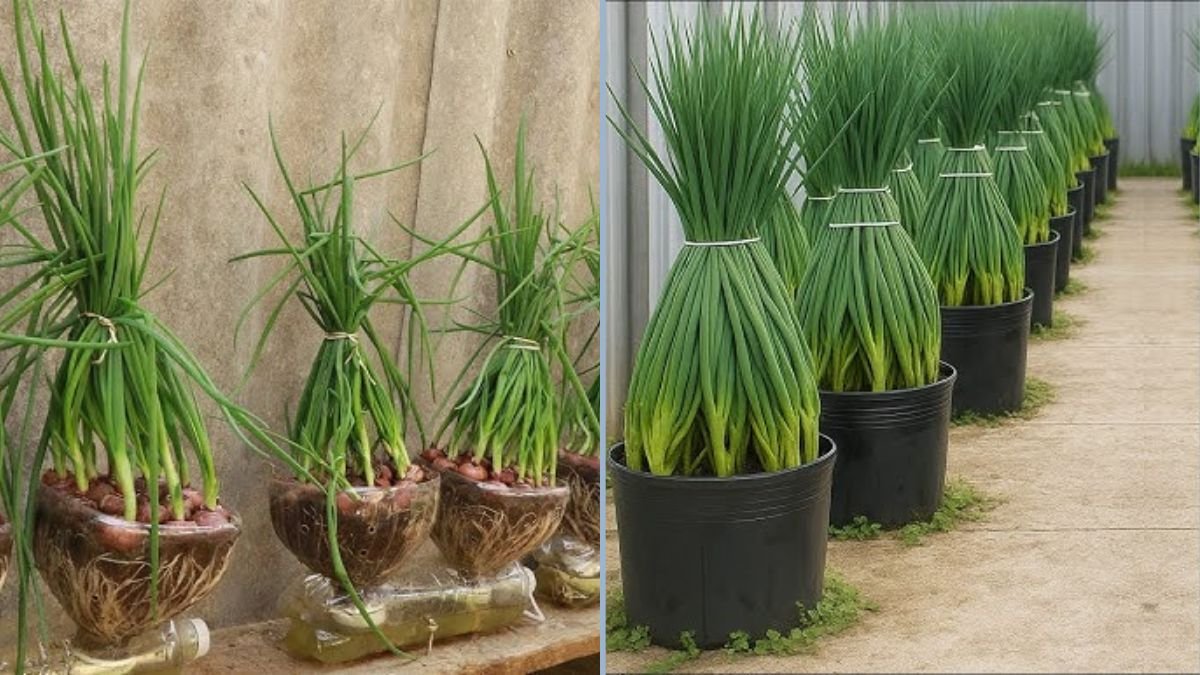 How to Recycle Plastic Cans to Grow Green Onions — Harvest Many Times from One Container