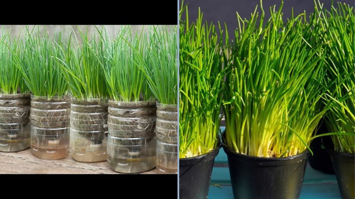 How to Make a Self-Watering Plastic Bottle Planter for Growing Chives