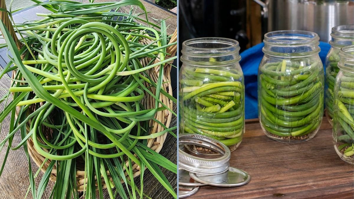 How to Enjoy Garlic Scapes — Creative Ways to Cook and Savor This Seasonal Treat