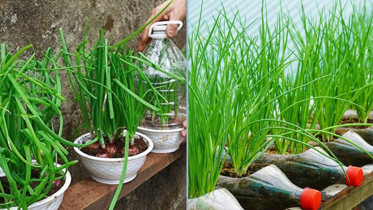 How to Grow Onions in Plastic Bottles — Easy, Space-Saving Gardening at Home