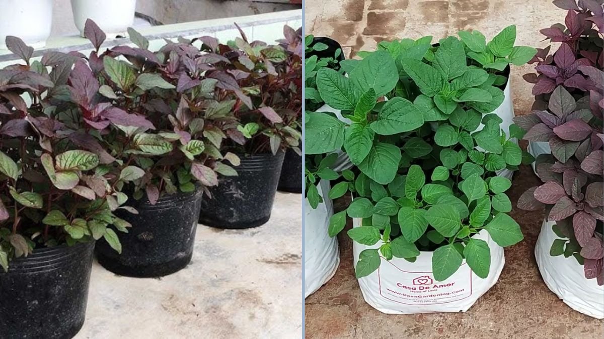 How to Grow Amaranth from Seeds in Containers at Home — Easy, Nutritious, and Beautiful