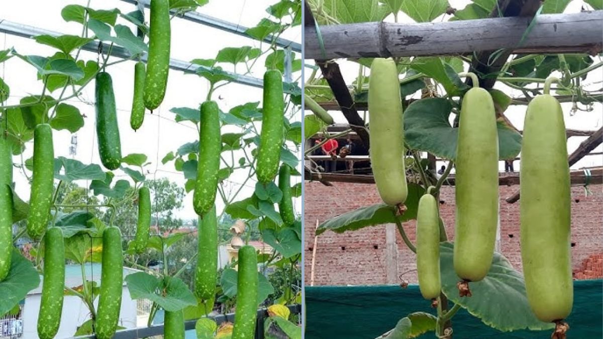 Tips for Growing Organic Bottle Gourd in Plastic Bottles at Home — High-Yield Gardening Made Easy