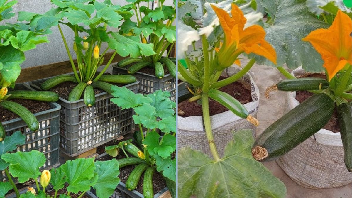 Why Growing Zucchini at Home Is So Easy — A Beginner’s Guide to a Bountiful Garden